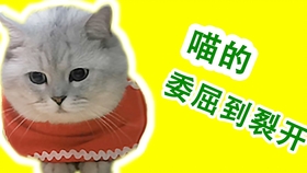 e4534209e868061fdfb51c96919c46121ade6cfa.jpg@280w_158h_1c_100q.jpg