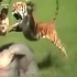 恶虎查吉尔：印度游客象背上突遭老虎袭击，左手被咬断