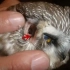 冷知识：翻开猫头鹰的耳朵内侧，可以直接看到眼珠结构？