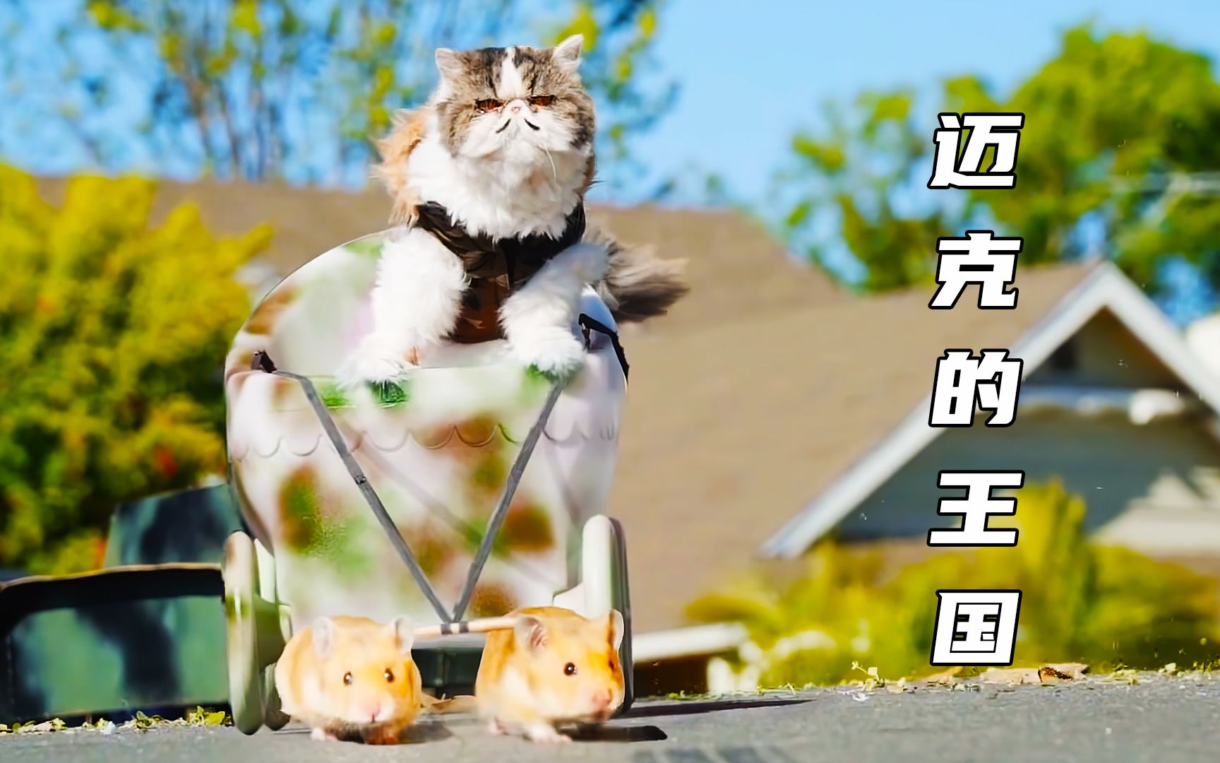 猫不甘当宠物,建立自己的王国,搞笑短片哔哩哔哩bilibili