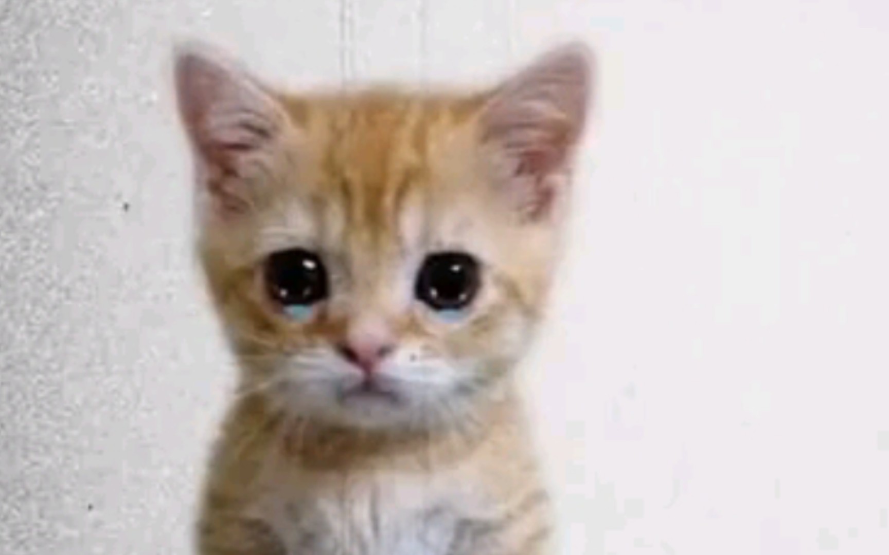 有没有哭泣猫的表情包？ - 知乎