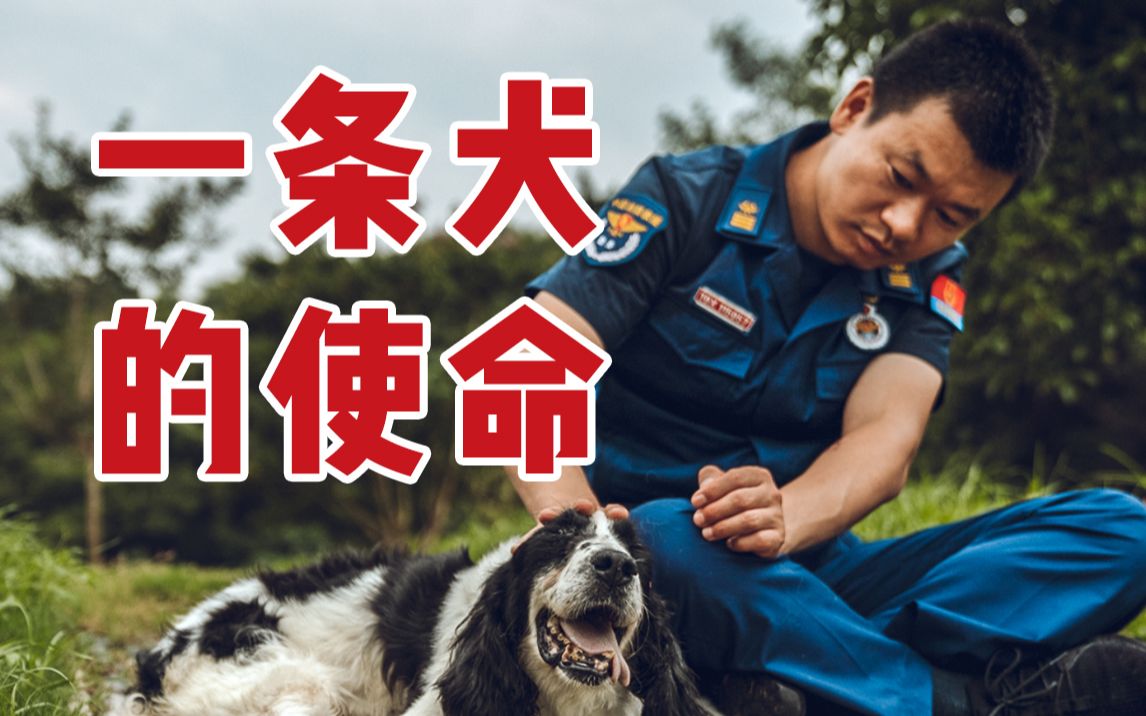 【汶川地震救援唯一健在的搜救犬】汶川地震过去13年，你还记得它吗？