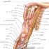 上肢 臂 肘 局部解剖学+奈特图谱 重制 复习自讲