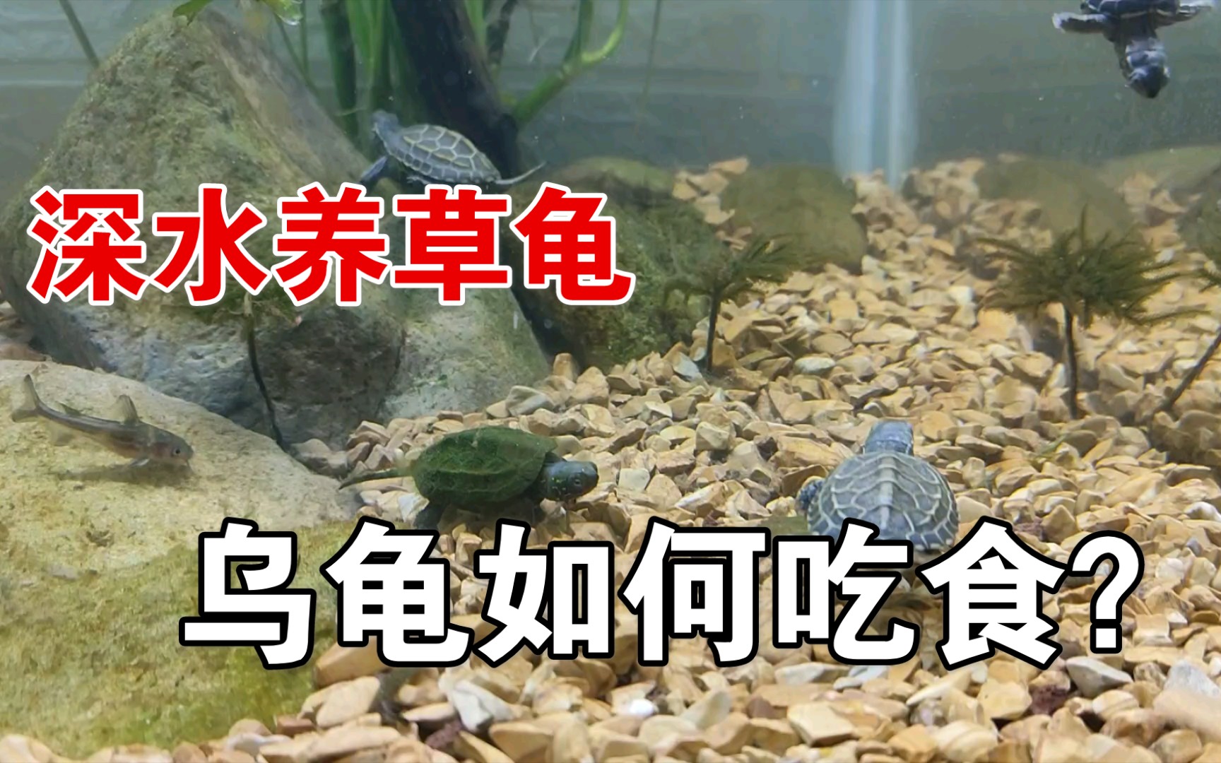 深水养龟鱼缸里养乌龟如何给龟喂食深水养龟乌龟无法进食怎么办其实很