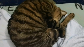 怎么让自己变冷 e4f47cde3891cd82ec76af8c373e23c63683dd4c.jpg@280w_158h_1c_100q.jpg