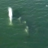 【虎鲸】震惊！普吉特湾惊现罕见白化虎鲸！