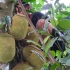 爬上菠萝蜜树，去摘一个菠萝蜜，今年挂果好多！