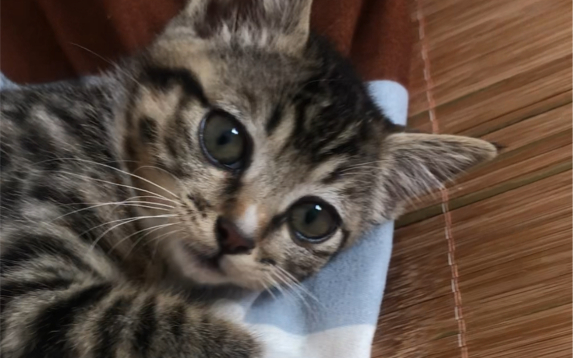 超凶狸花猫认主后可以对人有多嗲小野猫变成娇娇猫