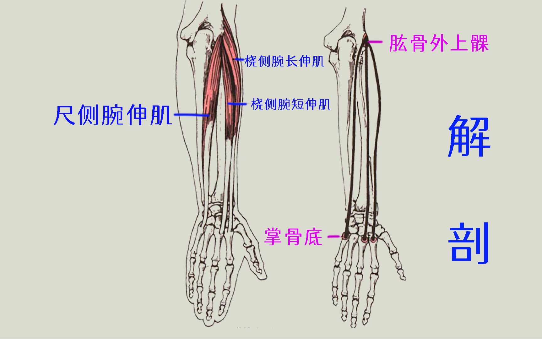 拇指关节和手指关节肌肉失衡_患者