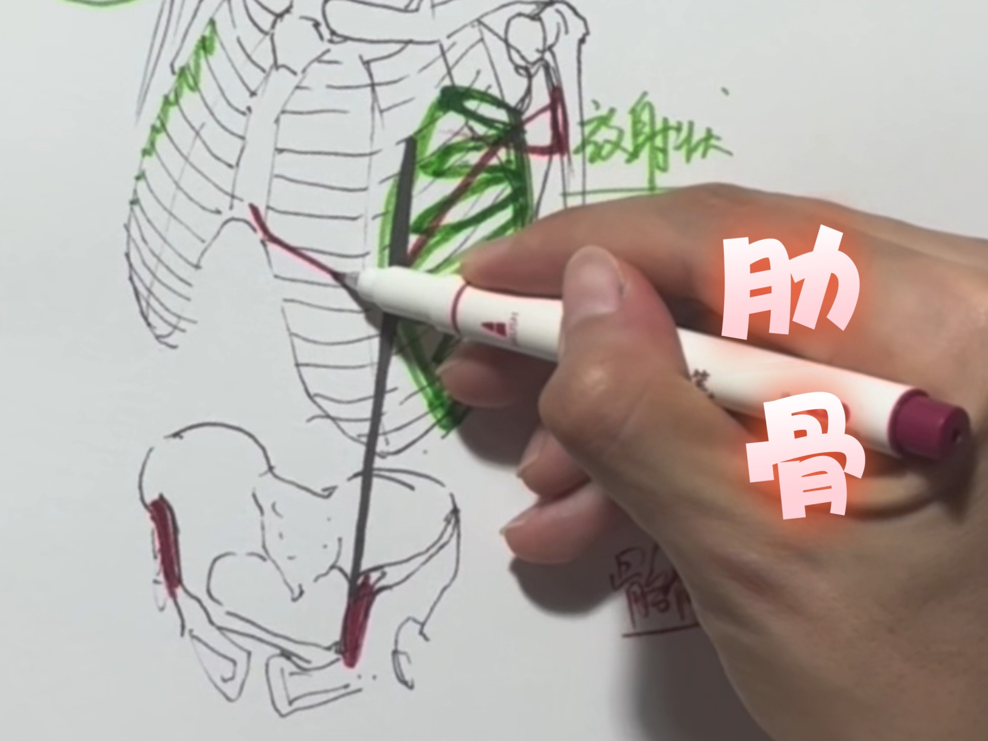 你不来看看肋骨肌肉群咋理解！