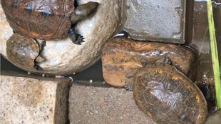 乌龟为什么不能吃葡萄 e52d402ad423ef35c1bb387fd549318e03265c0e.jpg@310w_174h_1c_100q.jpg