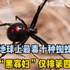 最毒的十种蜘蛛，你了解哪几种