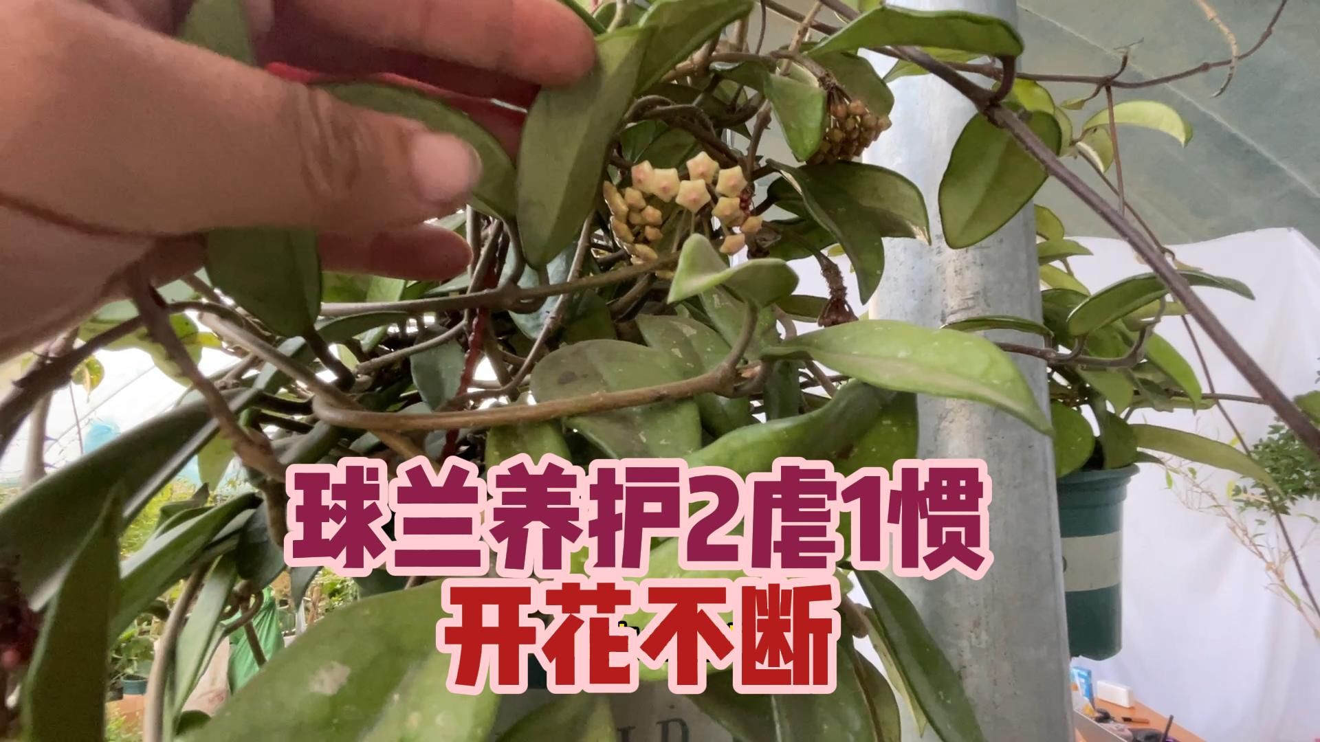 球兰养护2虐1惯,开花不断