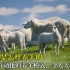 荷兰人是怎样养羊的？智能化自动化的养羊模式，令人大开眼界！