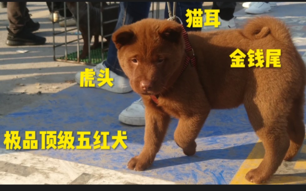 玉林最受欢迎五红犬,一只顶级金钱尾小狗售价达到6000元