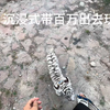 胆小的百万又又又被吓一跳