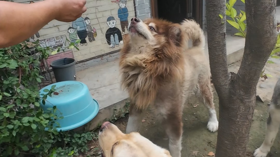 五天没见，狗子们对我的热情又提高半个点