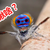 世界上最神奇的10种蜘蛛