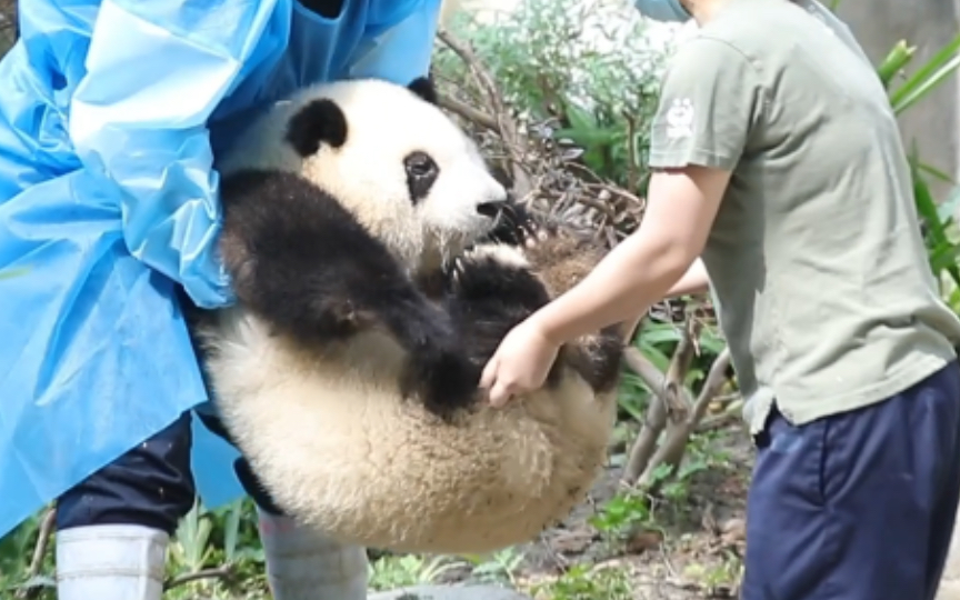 捡到大熊猫花花是种什么体验？