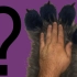 【兽装日常】——如何穿兽装的兽爪？