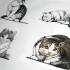 【彩铅手绘】怎么画猫咪   手绘练习过程
