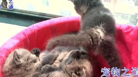 e5c57df1108420487e67c0ad2119c093f773117c.jpg@480w_270h_1c