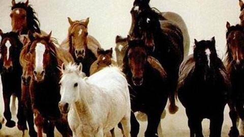 赛马二胡教程14段 e5d6cbbb898f49c46087a0c0da767d418172113f.jpg@480w_270h_1c