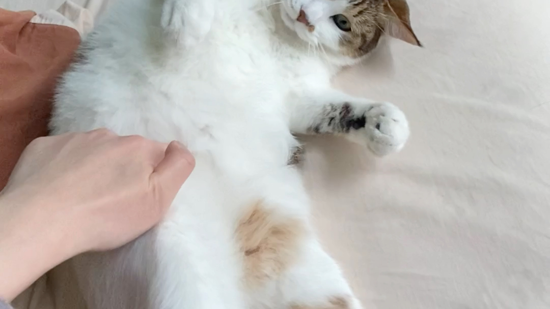 摸猫合集小猫并没有真的咬人