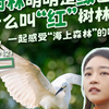 幸会中国 | 红树林明明是绿色的，为什么叫“红”树林