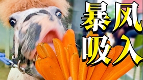 e5f44674cf3c8da24680e8d9ff48c56bc7c872fd.jpg@280w_158h_1c_100q.jpg
