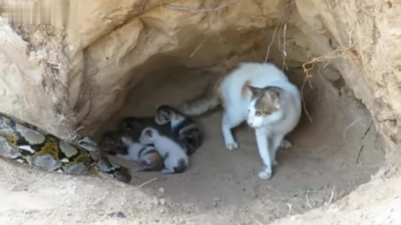 流浪猫产下一窝可爱的小猫咪，结果被蟒蛇盯上了，猫妈不敌仓促逃走