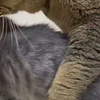 爱猫tv之鬼父