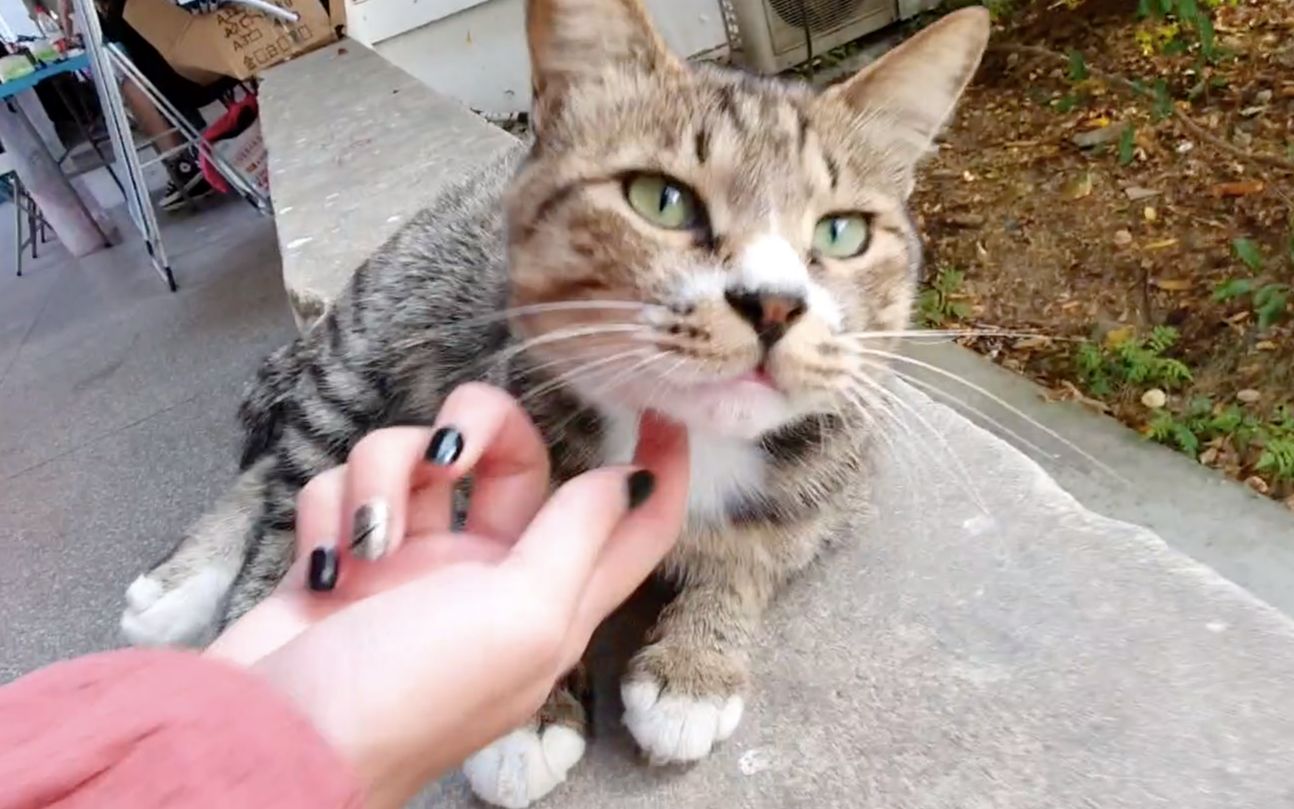 流浪猫:妹子,你再漂亮能当饭吃吗!敢白嫖朕我就挠死你哔哩哔哩bilibili