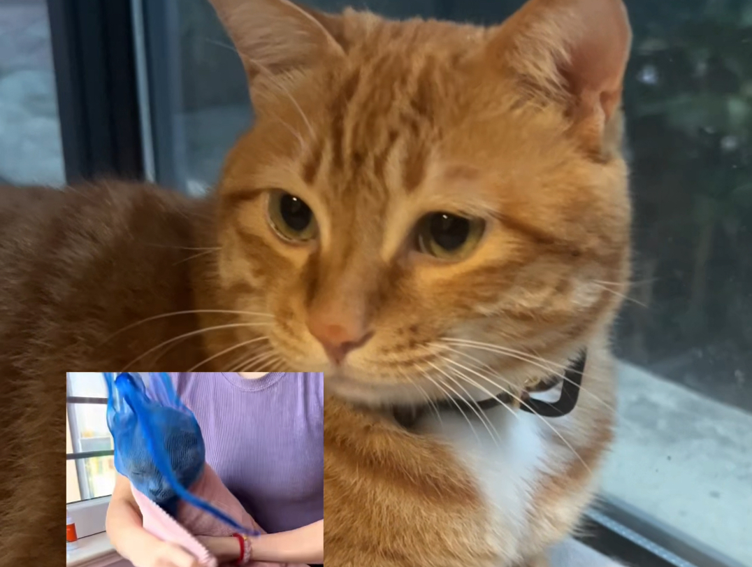 猫咪剪指甲的正确方式