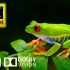 8K 动物世界：野生动物系列 8K演示视频