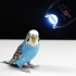用1万伏的高压电来电一只鹦鹉，它会幸存吗？