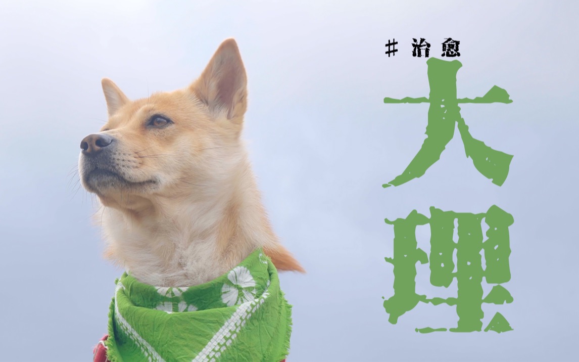 大理宠物友好吗？和小土狗一起去有风的地方～大理的宠物旅行分享