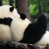 【大熊猫和花润玥】ipanda讲猫猫：人前娇萌软糯，人后霸王花