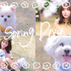 【去赏花了🌸】介绍kiiris新作♡一边赏花一边聊了天