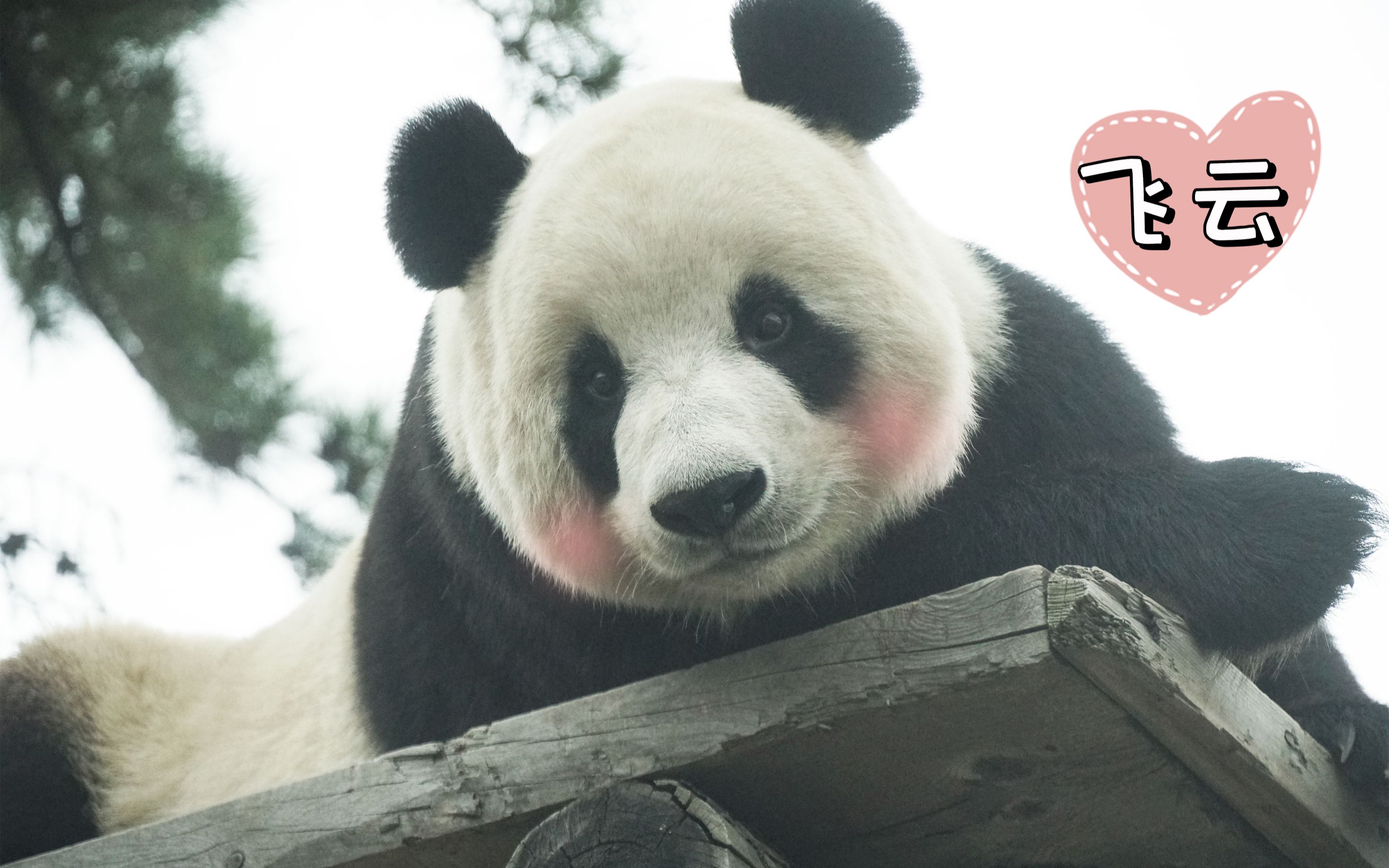 如何看待大熊猫飞云如此受游客喜爱？ - 知乎
