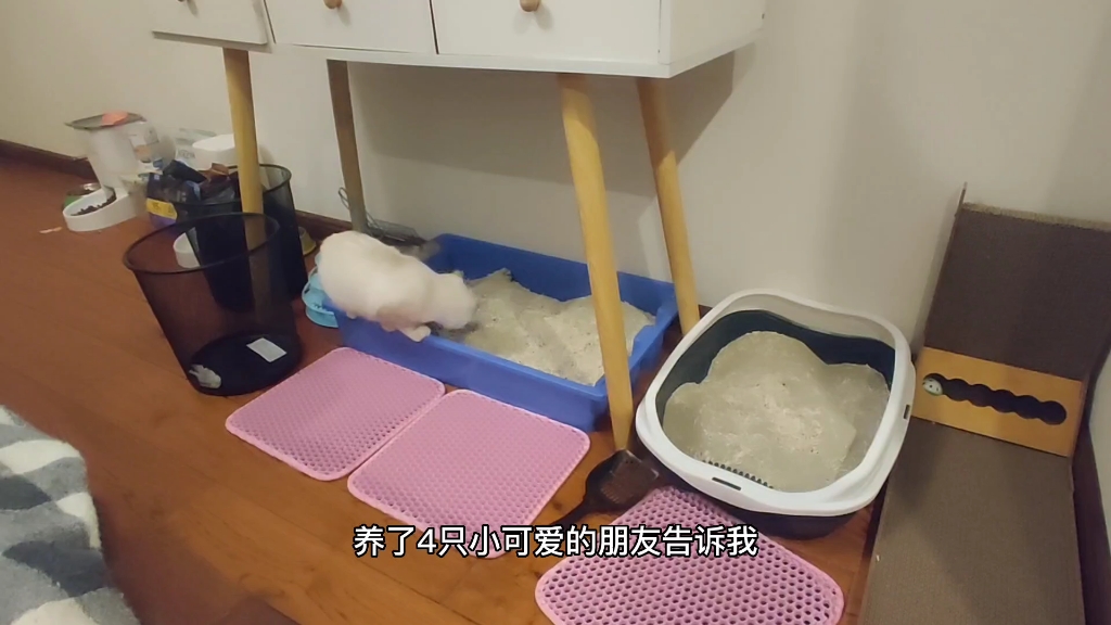 【养猫经验】怎么搭配猫砂经济实惠又好用