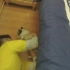 【日常撸猫】超乖布偶猫被4人狂撸害怕的藏在床底