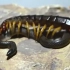 巨型蜈蚣捕食黑蛇，3分钟便肢解！