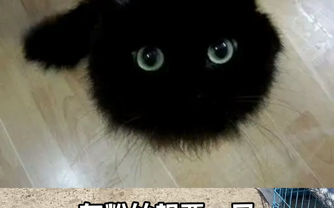 有粉丝想要一只纯黑色小猫咪，最后历尽千辛万苦终于找到了！