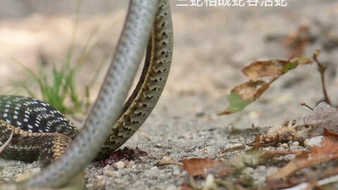 e71abf0fbb77861ebbc8400d8066232c334f4c30.jpg@480w_270h_1c