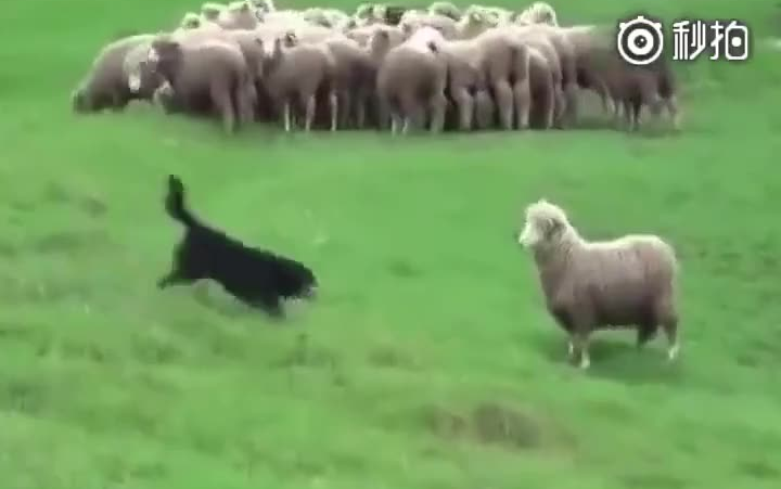 遇到一只不服从命令的羊！！！牧羊犬:你是我带过最差的一头羊。。。