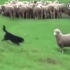 遇到一只不服从命令的羊！！！牧羊犬:你是我带过最差的一头羊。。。