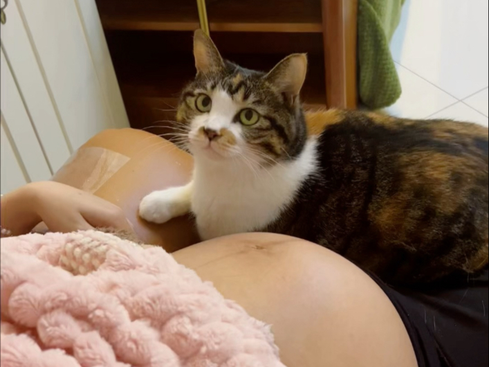 当你怀孕时坚持把猫留下来…