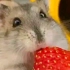 爱吃草莓