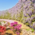 2022年的花依旧开丨紫藤&杜鹃 at 日本足利花卉公园